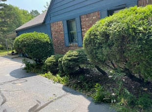 Bush Trimming by Finnigan Grady for Alice H. in Indianapolis, IN