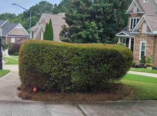 Andrew W.'s Bush Trimming service result