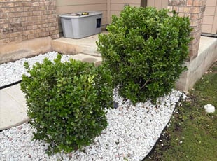 Bush Trimming by Josue Perez Rios for Candie O. in Jarrell, TX