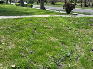 Leaf Removal by Charles Lewis for Judy B. in Detroit, MI