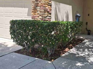 Bush Trimming by Angel Vazquez for Tina T. in Auburndale, FL
