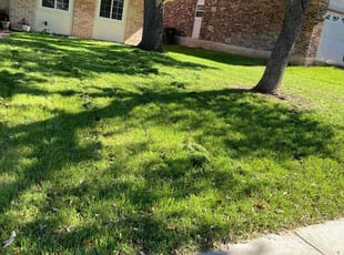 Teresa H.'s Lawn Mowing service result