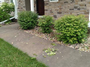 Bush Trimming by Kevin Rhyne for Nicholas D. in Madison, WI