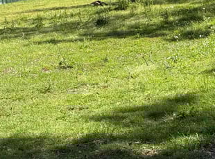 Aeration by Kathia Aguilar for Eric P. in Alabaster, AL
