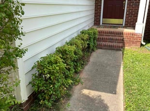 Bush Trimming by Billy Webb for Nicholas H. in Charlotte, NC