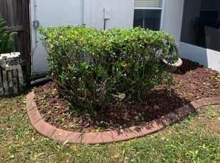 Landscaping by Antonio Campos Rodriguez for Bonnie M. in Riverview, FL
