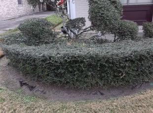 Bush Trimming by Gary Allen for Mike J. in New Orleans, LA