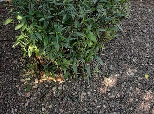 Bush Trimming by Toni Vaughn for Jeff B. in Phoenix, AZ