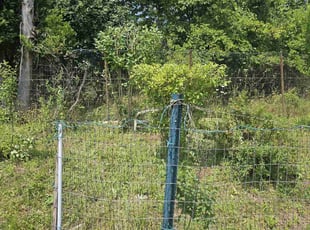 Bush Trimming by Chad Holzinger for Andebrhan H. in Rochester, NY