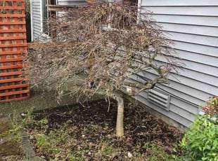 Bush Trimming by Edonelio Ramirez for Fred B. in Kent, WA