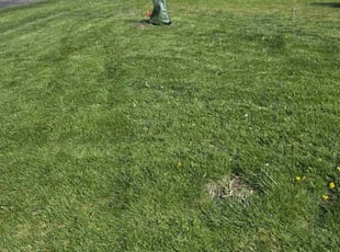 David G.'s Lawn Mowing service result