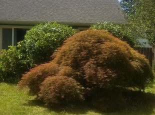 Bush Trimming by J P for James H. in Portland, OR