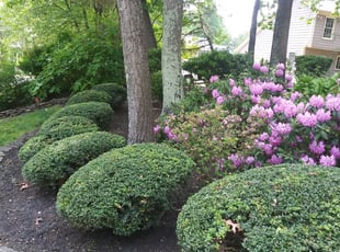 Landscaping by Alejandro Gamboa for Brandon W. in Voorhees Township, NJ