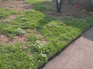 Weeding by Gray Allen for Lois S. in Metairie, LA