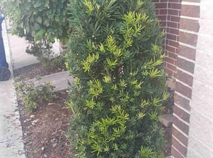 Bush Trimming by Gregorio Castruita for Joanna F. in Houston, TX