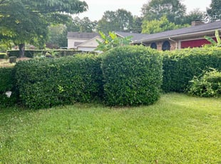 Jacqueline G.'s Lawn Mowing service result
