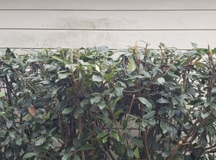 Bush Trimming by Victor Thomas for Solomon M. in Katy, TX
