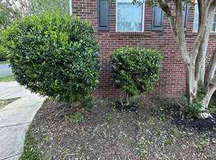 Bush Trimming by Quincy D. for Ellen S. in Mint Hill, NC