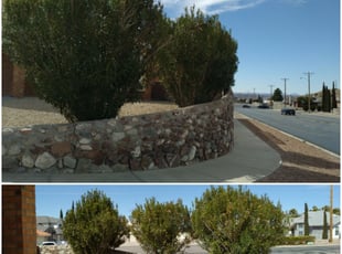 Bush Trimming by Daniel Marquez for Christina R. in El Paso, TX