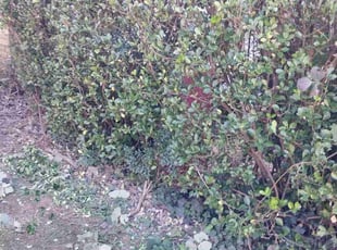 Bush Trimming by Joshua Walker for Aisha T. in Decatur, GA
