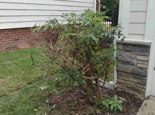 Bush Trimming by Echo & Gary Stephens for Damien J. in Waxhaw, NC