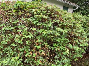 Bush Trimming by Henry Talbert for Nicholas G. in Baton Rouge, LA