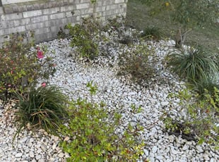 Weeding by Aldo Vega for Alvanisha F. in Gonzales, LA