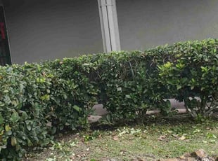 Bush Trimming by Yohan Torres for Joseph W. in Kissimmee, FL