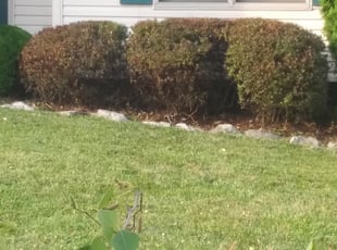 Bush Trimming by Lamont Howard for Linda H. in Westerville, OH