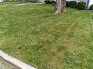 Bush Trimming by Lamel Sloan for Mary M. in West Allis, WI