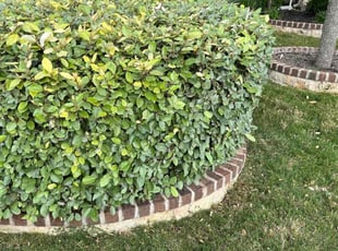 Bush Trimming by Samuel Rueda for Jay A. in Buda, TX