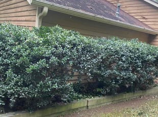 Bush Trimming by David Smith for Steven G. in Marietta, GA