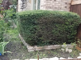 Weeding by Marckus Newhouse for Debra A. in Fort Worth, TX