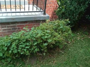 David M.'s Bush Trimming service result