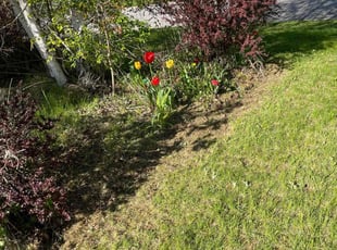 Cleanups by Homecare & Lawncare for Padam A. in West Henrietta, NY