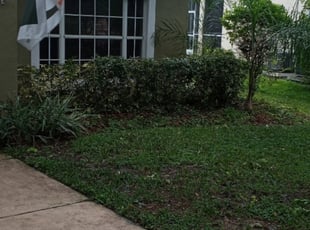 Ann-Maria C.'s Bush Trimming service result