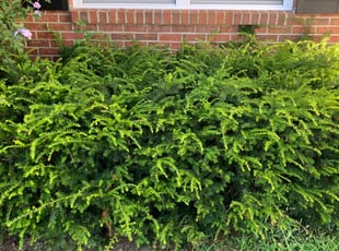 Bush Trimming by Jon Race for Serenity W. in Cincinnati, OH