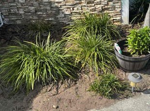 Weeding by Delson Auguste for Kathy W. in Middleburg, FL