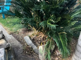 Bush Trimming by Jerome Ard jr for Nicole F. in New Orleans, LA