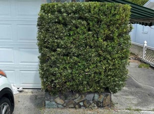 Bush Trimming by Charles Howard for Betsy B. in Holiday, FL