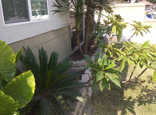 Weeding by Mark Anthony Gutierrez for Juan O. in Buena Park, CA