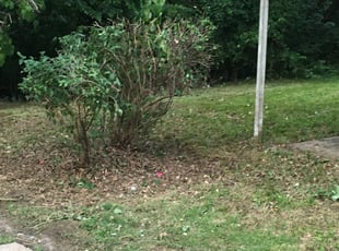 Bush Trimming by Ben Williams for Brian L. in Overland Park, KS