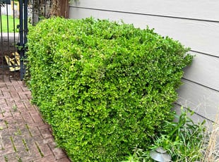 Bush Trimming by Grant Deboer for Sarah B. in Wichita, KS