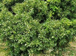 Ronald P.'s Bush Trimming service result