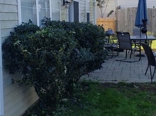Bush Trimming by Andrew "Jordan" Shelton for Alexis P. in Charlotte, NC