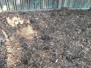 Weeding by Nick Lopez for Laney C. in Portland, OR