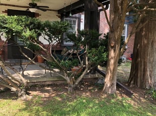 Bush Trimming by Mulbah Pewu for Stuart K. in Merion Station, PA