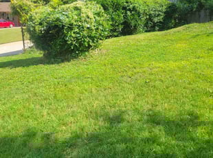 Bush Trimming by Dan Granado for Krizia c. in Lawrenceville, GA