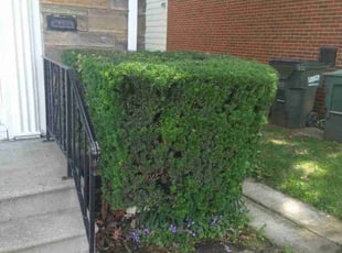 Bush Trimming by Elizabeth Williams for Janice H. in South Euclid, OH