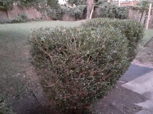 Bush Trimming by Johnny Reavish for Sarah S. in Columbus, OH